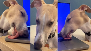 My DOG LOVES Licking My Laptop | FUNNY ANIMALS