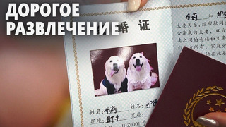 Китайцы сами не женятся, а для собак устраивают свадьбы