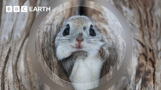 Baby Flying Squirrel Takes Flight for the First Time | Mammals | BBC Earth