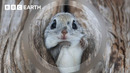 Baby Flying Squirrel Takes Flight for the First Time | Mammals | BBC Earth