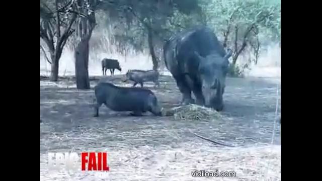 Жесть!! Носорог VS Кабан