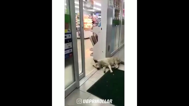 Uyqichilar uchun ekan bu video