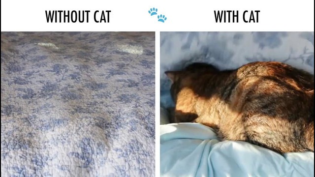 Жизнь с Котом и Без Кота