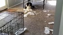 Смешные животные, поступки которых застали хозяев врасплох