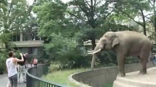 Недобрый слон