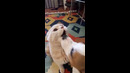Dog Lick Attacks Cat #shorts