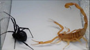 Scorpion vs Spider, Crab, Praying Mantis, Camel Spider, Hornet and even a Hedgehog