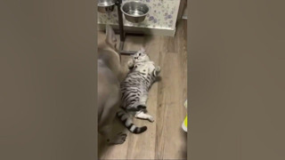 Funny animal videos 2023 Funniest cats and dogs Funny animals 1 #shorts
