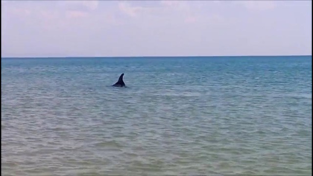 Дельфин на пляже