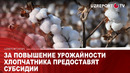 За повышение урожайности хлопчатника предоставят субсидии