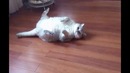 А здесь не плохо кормят