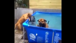 Собаки спасают любимую игрушку из бассейна