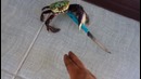 Gangster crab