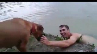 Собака спасатель