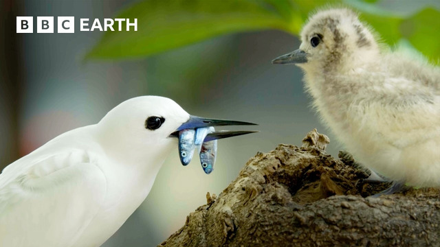 Earth’s Spectacular Island Wildlife | BBC Earth