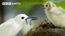 Earth’s Spectacular Island Wildlife | BBC Earth