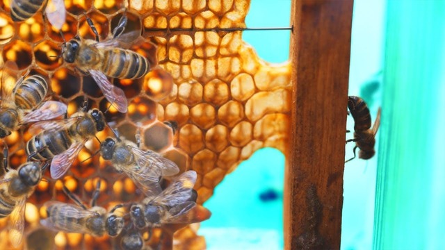Мы сделали прозрачный улей для пчёл