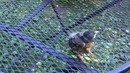 Rescue sparrow