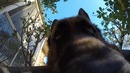 "Плохойпес" и камера Go Pro