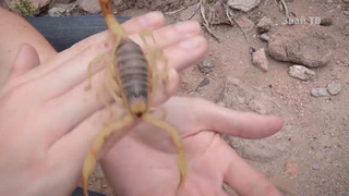 Грозный пустынный воин – скорпионовый хомячок в деле