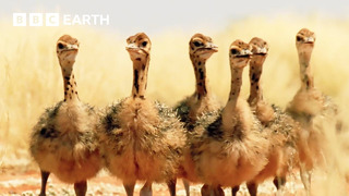 Ostrich Chicks Get First Ever Drink of Water | Animal Babies | BBC Earth