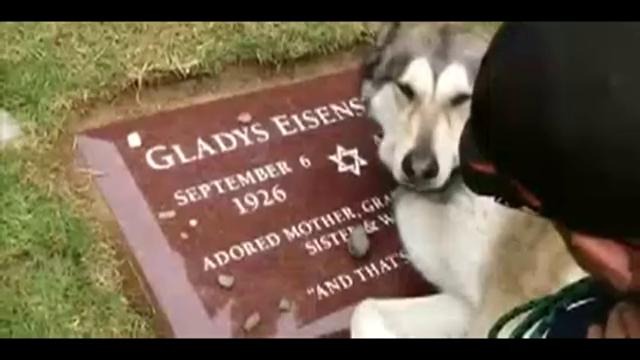Собака плачет на могиле хозяина