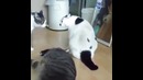 Толстый "кот-миротворец"