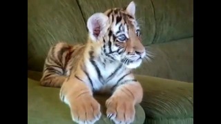 Кто-нибудь скажите ему, что он тигр