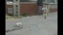 Кот на мгновение потерял смысл жизни