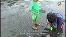 Японцы Собирают Ракушки На Море