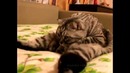 Самый грустный котик