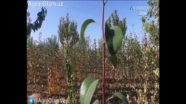 Замонавий интенсив боғ яратиш технологиялари