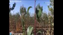 Замонавий интенсив боғ яратиш технологиялари