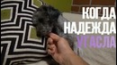 Брошенные животные до и после спасения