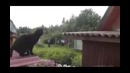 Кошки и земное притяжения