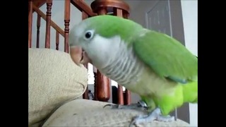 Phoenix talking quaker parrot