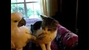 Кот чистит лапы попугаю