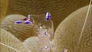10 стеклянных живых существ. правда или фейк
