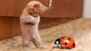 The funniest animals / Fun with cats and dogs 2024 / LA #199