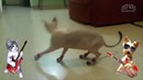 Смешные коты и кошки 2017. приколы с котами и другими животными