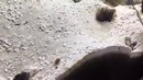 Когда "соседи" недолюбливают друг друга
