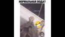 Кот говорит – нормально все, мой дальше
