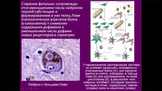 Дубынин Вячеслав – Мозг и дофамин. Нейролептики и амфетамины
