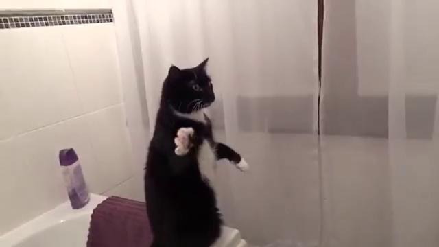 Кот позирует перед зеркалом