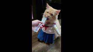 Cat As School Girl Shakes Paws #shorts