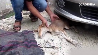 Как спасали собаку