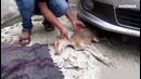 Как спасали собаку