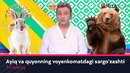 To’rqovoq – Ayiq va quyonning voyenkomatdagi sargo’zashti (hajviy ko’rsatuv)