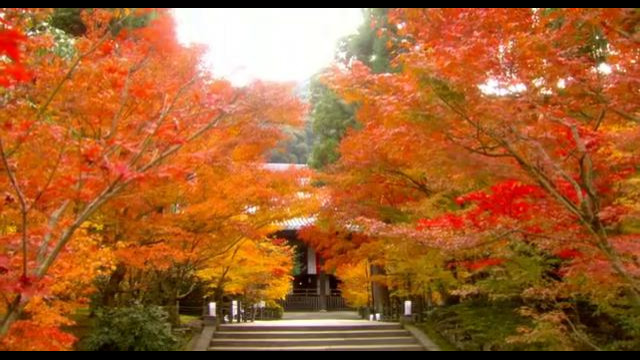 Осенний цвет Киото. (Релакс) Документальный фильм