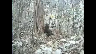 Экологам удалось снять на видео редких горилл